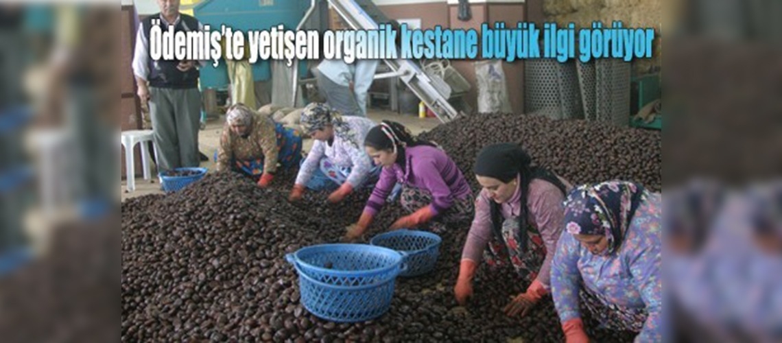 Kestane bereketi yüz güldürdü