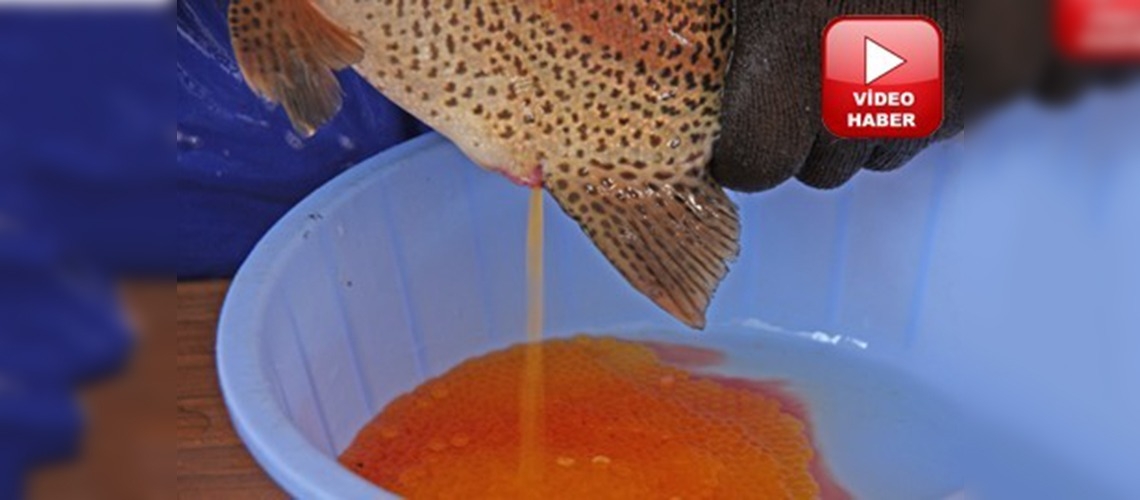 Ahlatta alabalık sağımı başladı