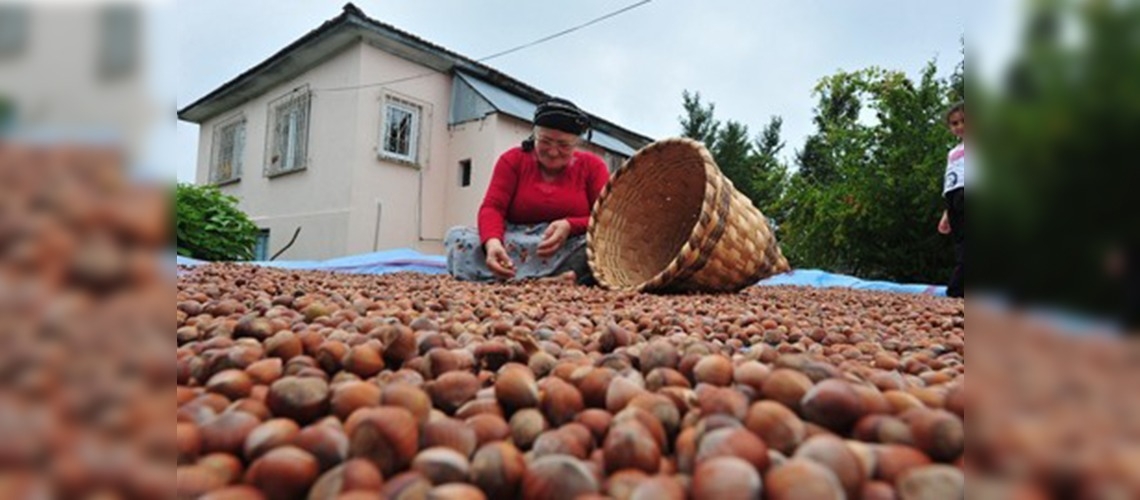  Fındık üreticisine destek ödemeleri devam edecek