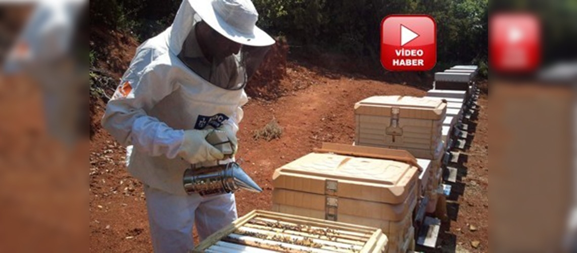 Arı üreticilerine destek ödemeleri 4 Şubatta başlıyor