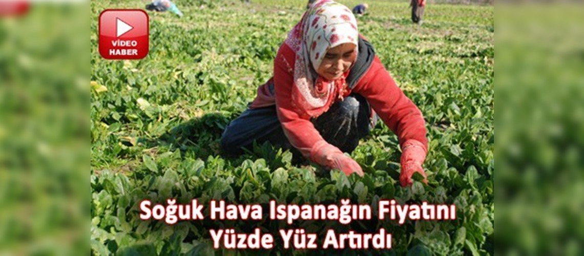 Soğuk hava, Osmaniyeli çiftçiye yaradı