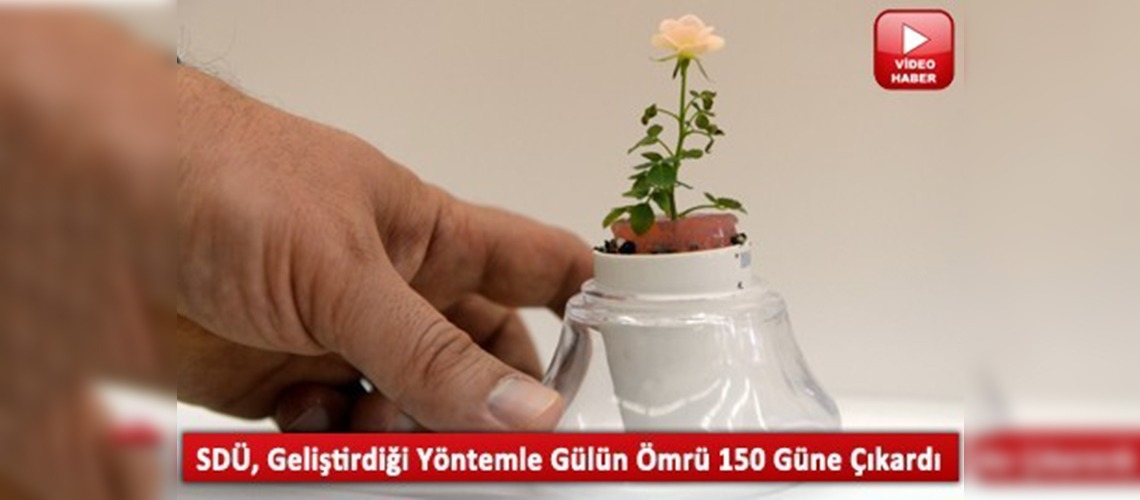 Gülün ömrü uzadı