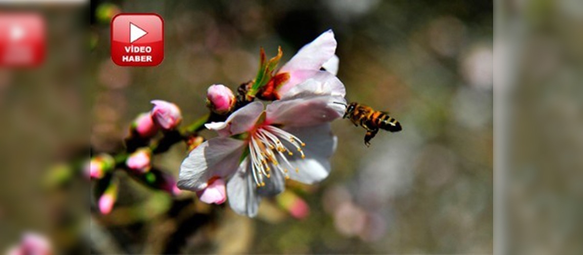 Erik ağaçları çiçek açtı 