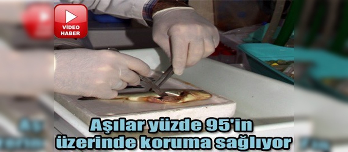 KTÜ'de balık aşısı üretildi