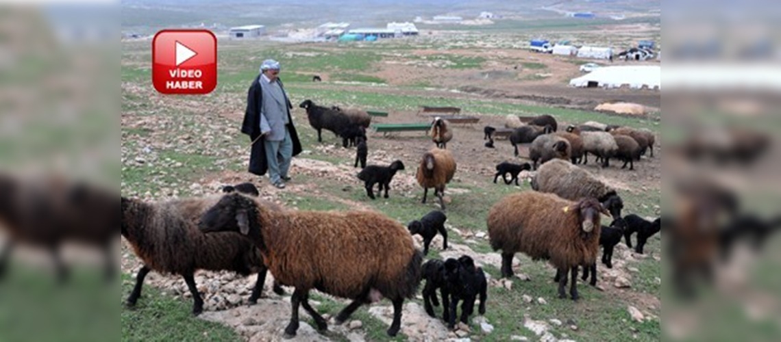 ''En büyük'' besi bölgesi Şanlıurfa'ya kuruluyor