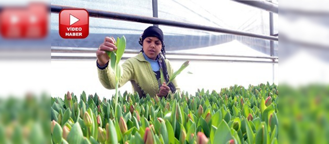 Süs bitkilerinde ihracat hedefi 100 milyon dolar