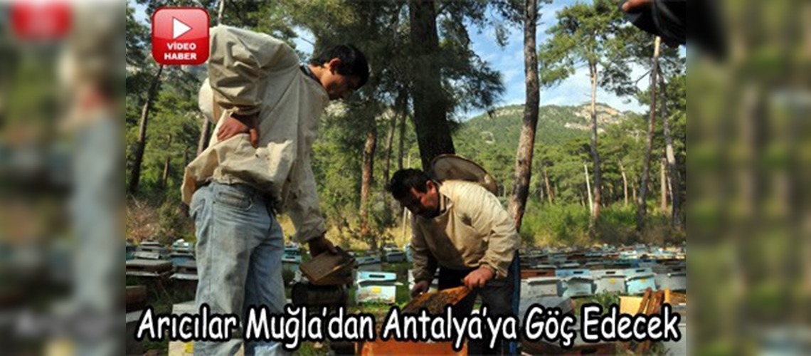 Arılar aç kalmasın diye şehir şehir geziyorlar 
