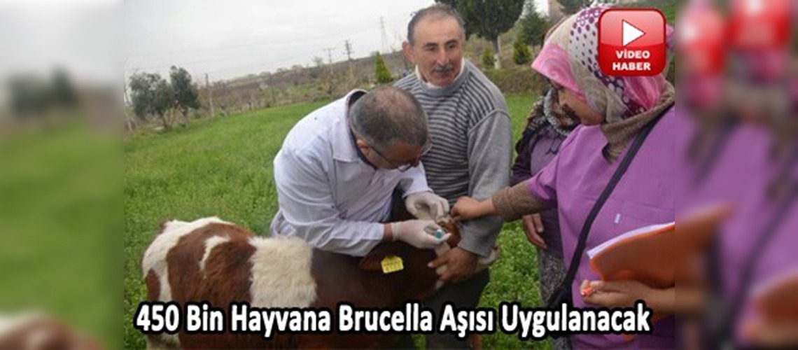 Denizlide brucella ve kuduz aşılama kampanyaları devam ediyor