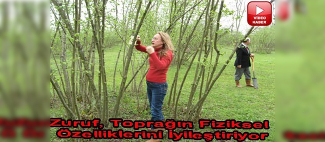 Samsunda fındık zurufundan kompost üretim yapılıyor