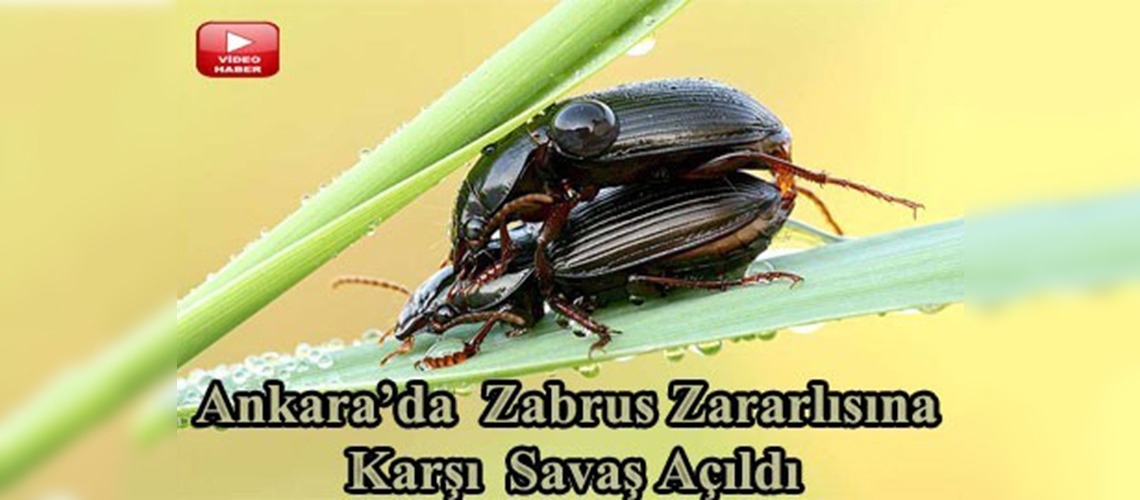 Zabrus Zararlısı ile Mücadele Planı uygulamada