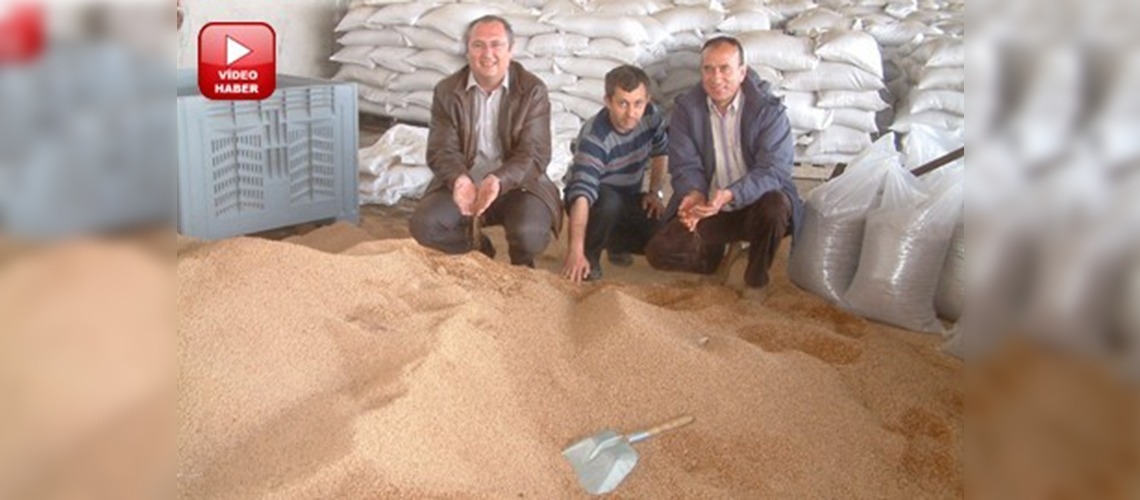 Tariş rekor düzeyde zeytin işledi