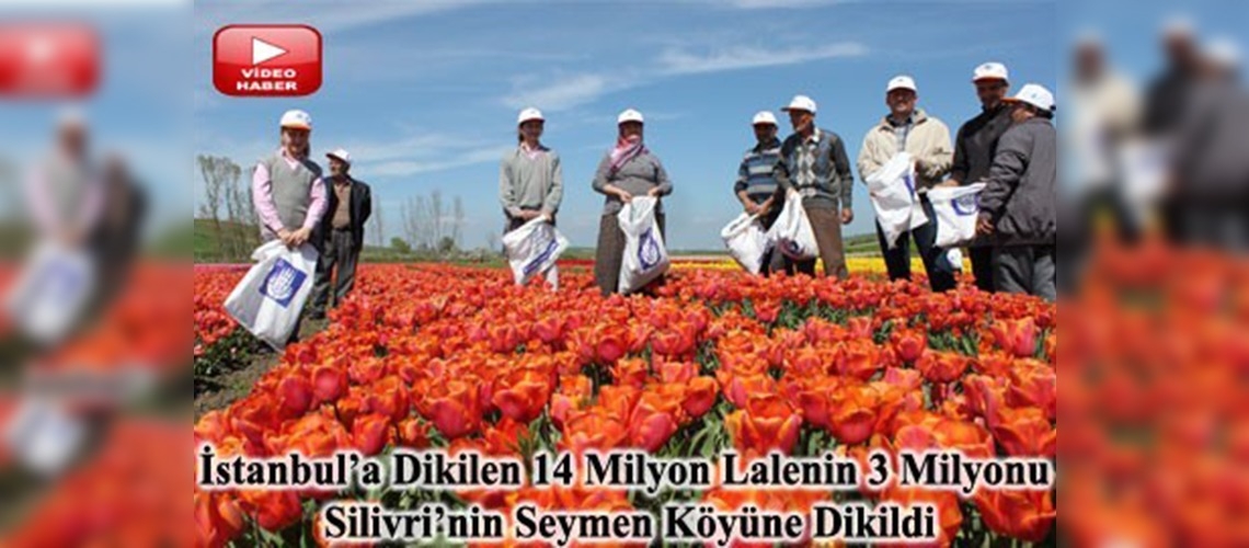 İstanbulun Laleleri Silivriden 