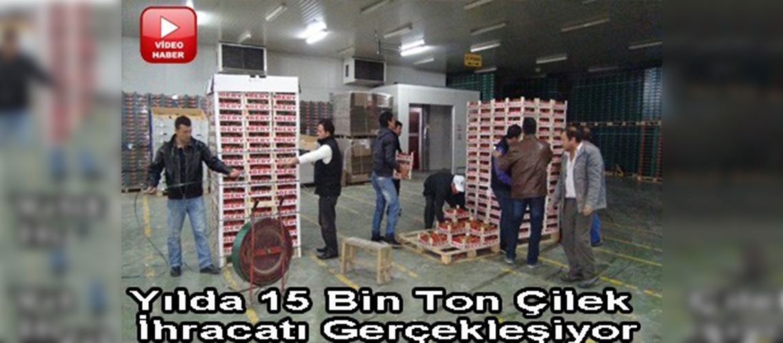 Silifke'den çilek ihracatı sürüyor