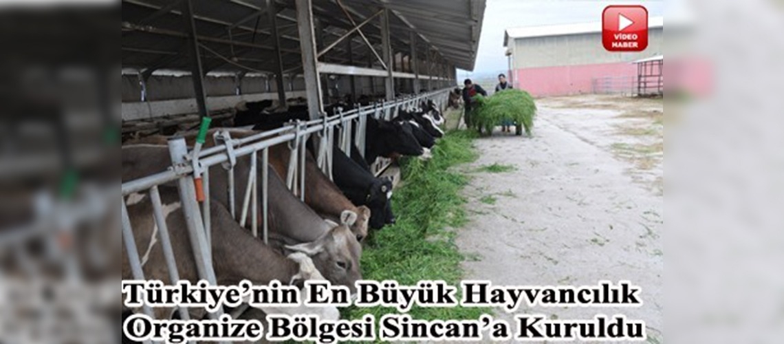 Ankaraya hayvancılık organize bölgesi