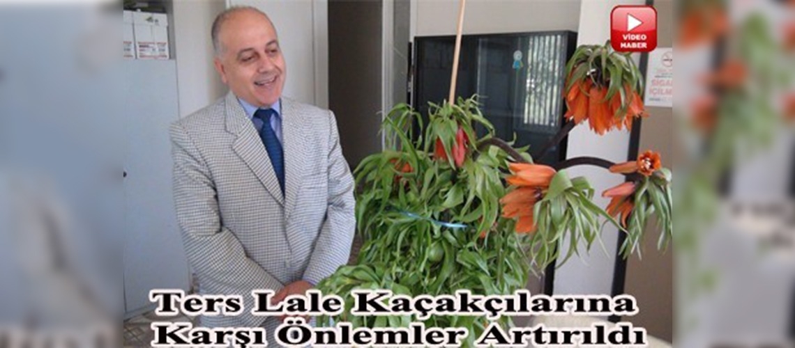 Kaçakçıların yeni gözdesi ters lale