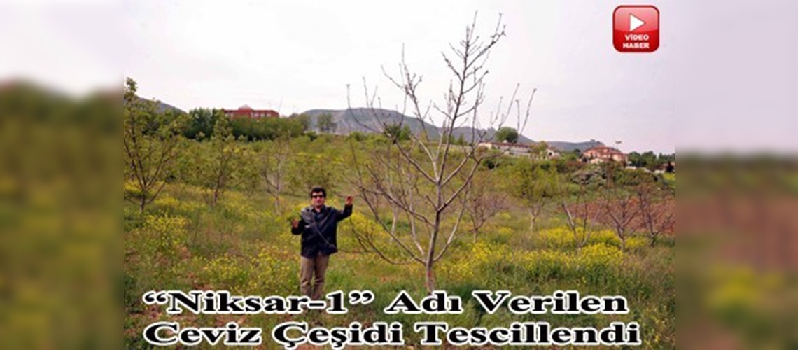 Niksarda soğuğa dayanıklı ceviz çeşidi geliştirildi