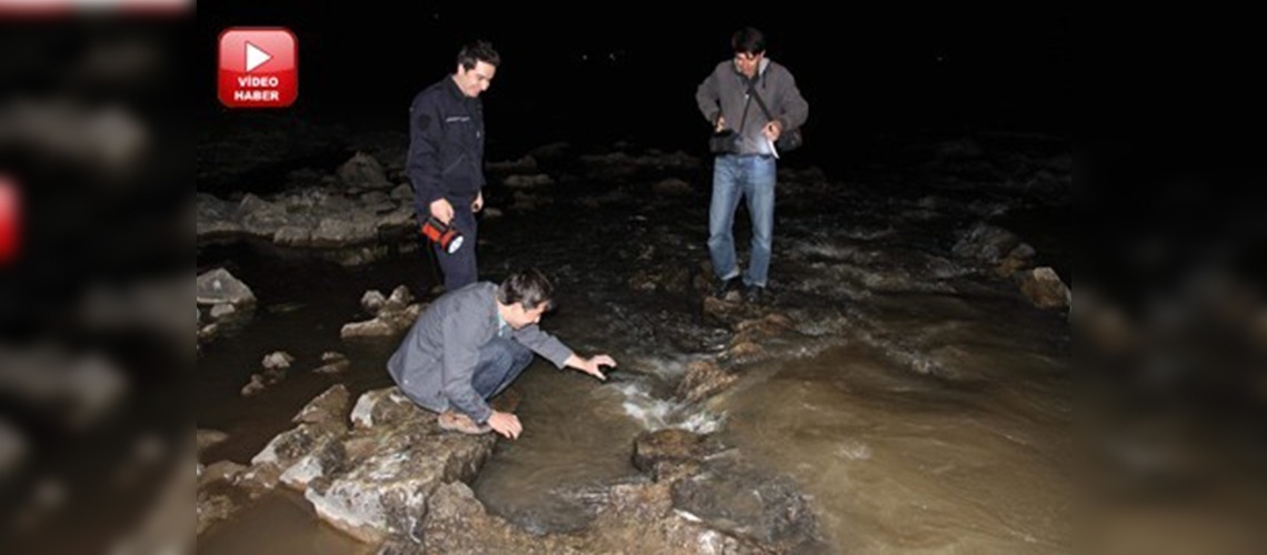 İnci kefallerinin ilkbahar yolculuğu 