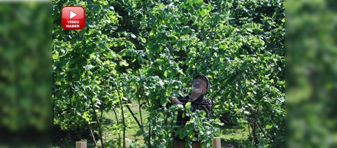 Fındık bahçesine bakım verimi artırıyor