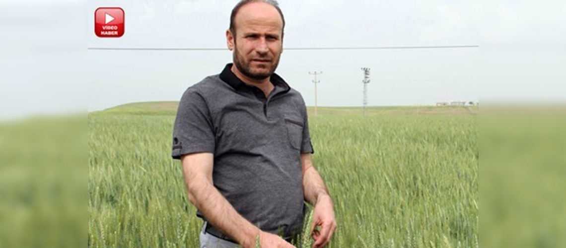 Diyarbakırda hububat üretiminde beklenti arttı