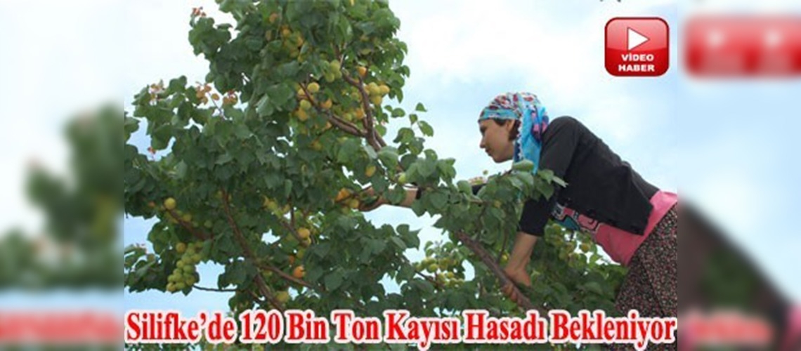 Kayısı hasadı başlıyor 