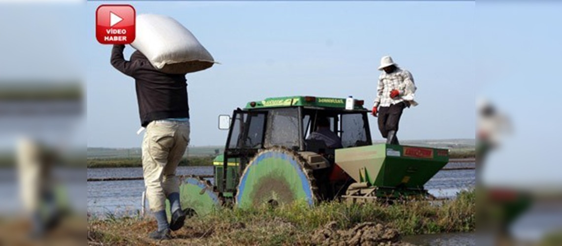 Trakya'da çeltik ekimi başladı 