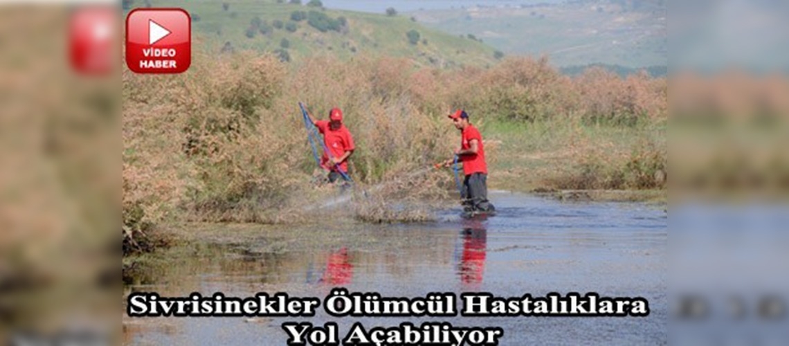 Veteriner hekimden sivrisinek uyarısı