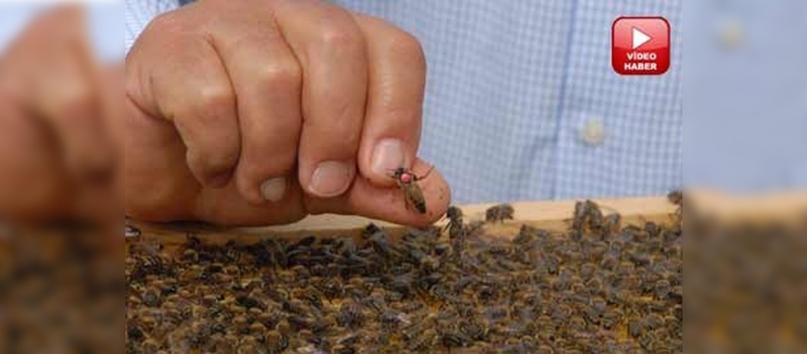 Muğlada organik bal üretimi artıyor