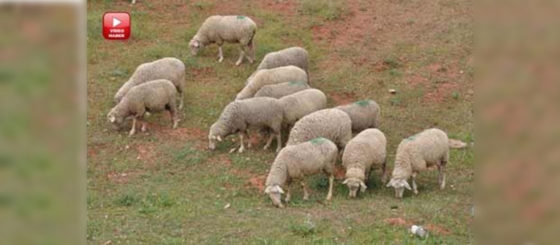 Ankaralı yetiştiricilere Merinos koyunu verildi