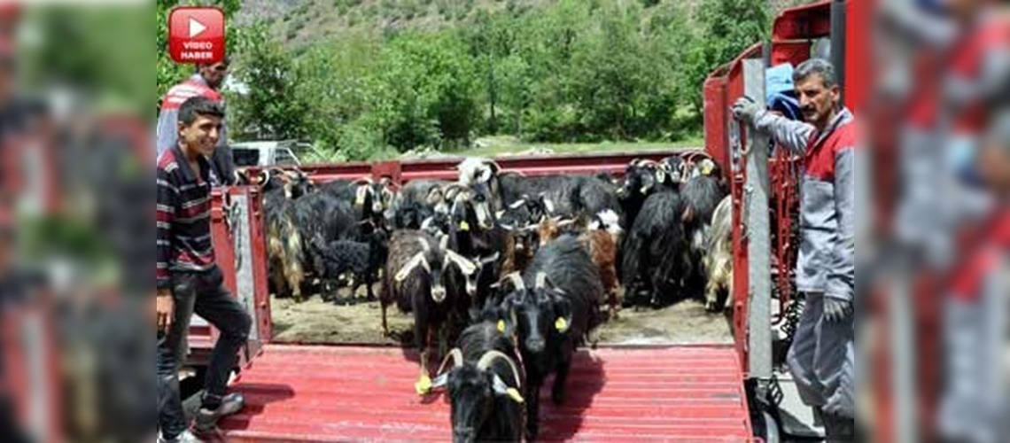 Hakkari'de küçükbaş hayvancılık yeniden canlanacak