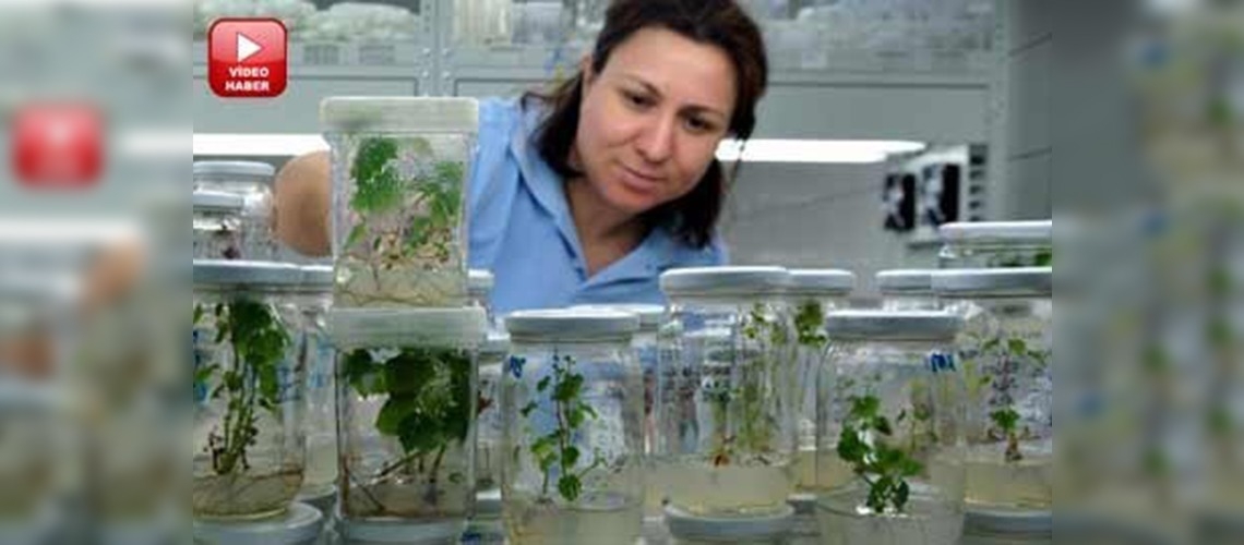 25 üzüm çeşidi hastalıklardan arındırıldı