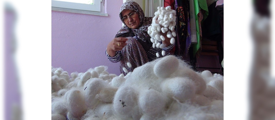 Gazipaşada ipekböceği hasadı yapıldı