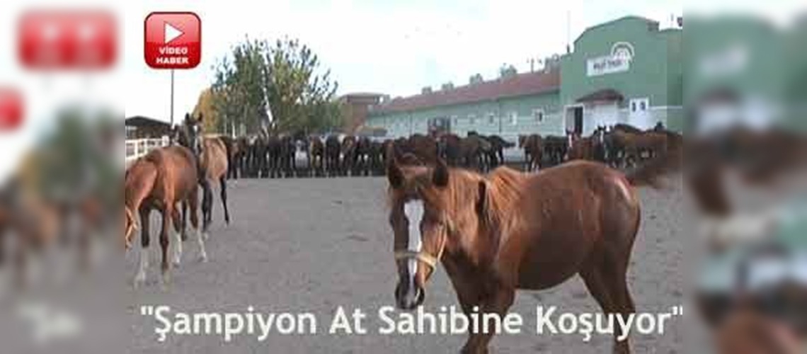 TİGEM, yılın ilk tay satışını Karacabeyde yapacak