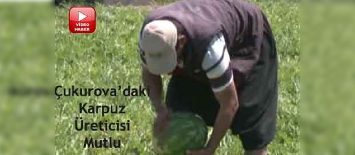Karpuz hasat edilmeden satıldı