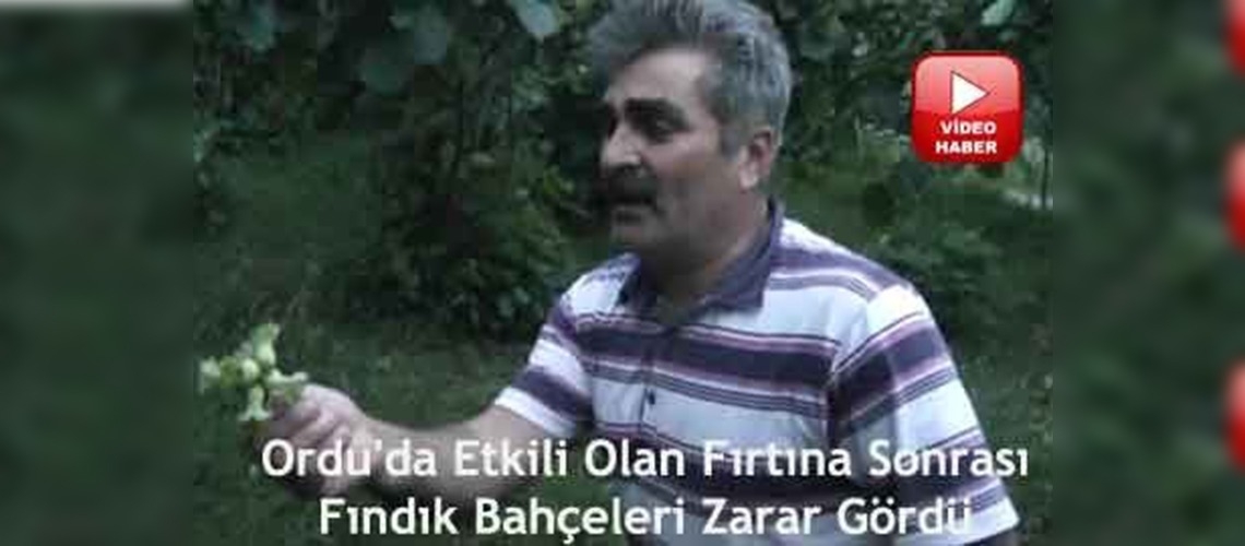 Fırtına fındığa zarar verdi