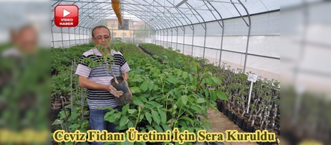 Kaman Cevizine büyük ilgi