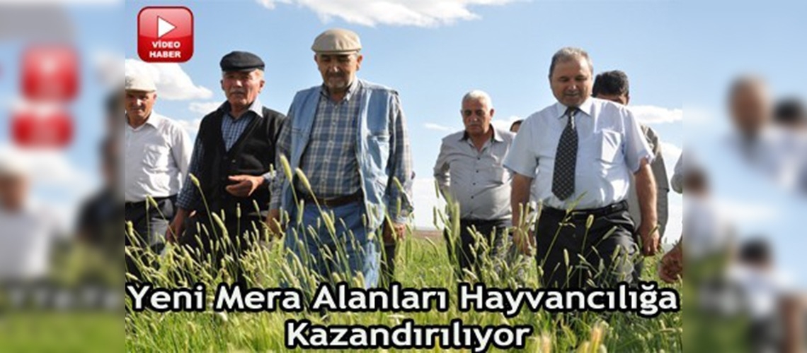 Ankarada hayvancılık yeni meralarla gelişiyor