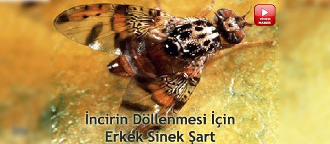 Bu da erkek sinek pazarı