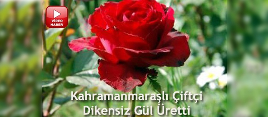 Gülü seven dikenine katlanmayacak!
