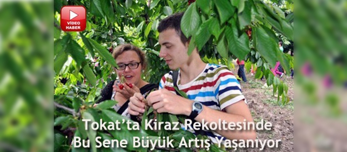 Kiraz Tokatlı üreticinin yüzünü güldürüyor