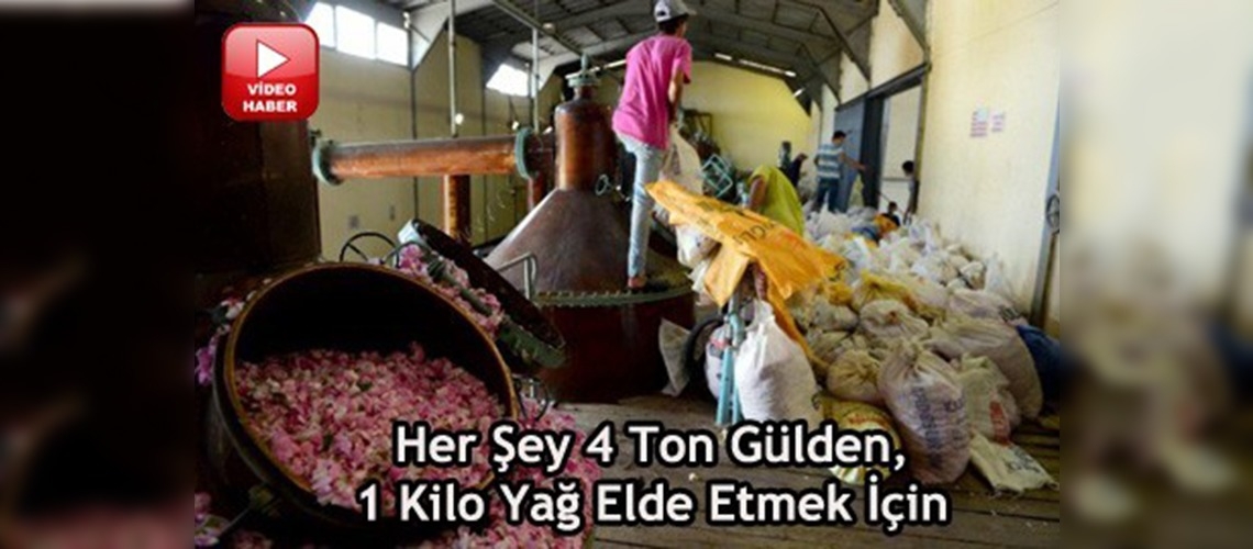 Ispartada hummalı gül mesaisi 