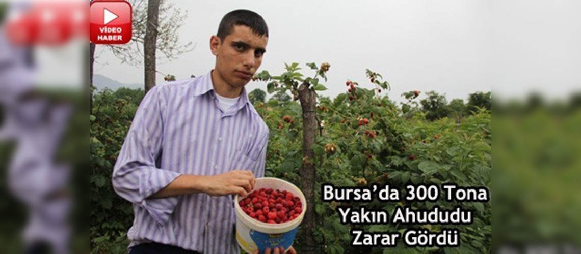 Yaz yağmurları orman meyvelerini vurdu