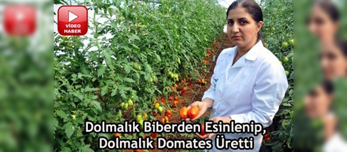 Dolmalık domates üretildi