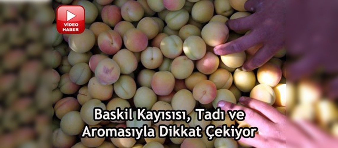 İhracatçının yeni gözdesi Baskil kayısısı 