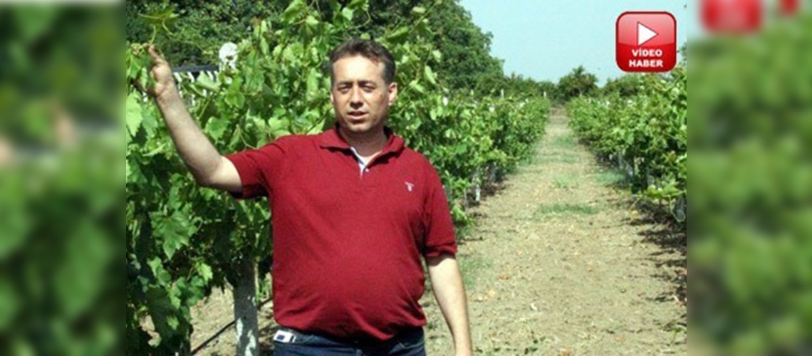 Meşhur Havran Üzümleri geri dönüyor