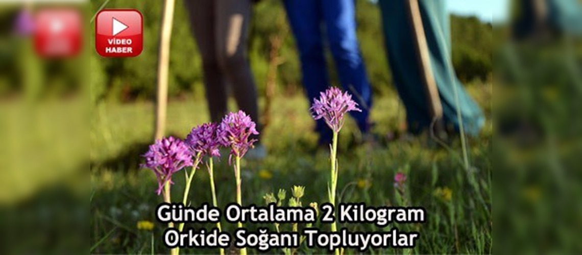 Geçimlerini orkide soğanı toplayarak sağlıyorlar