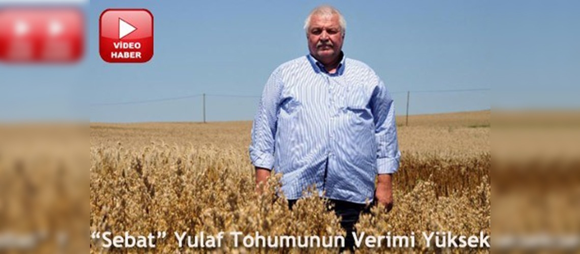 Yerli yulaf tohumu yüz güldürüyor 