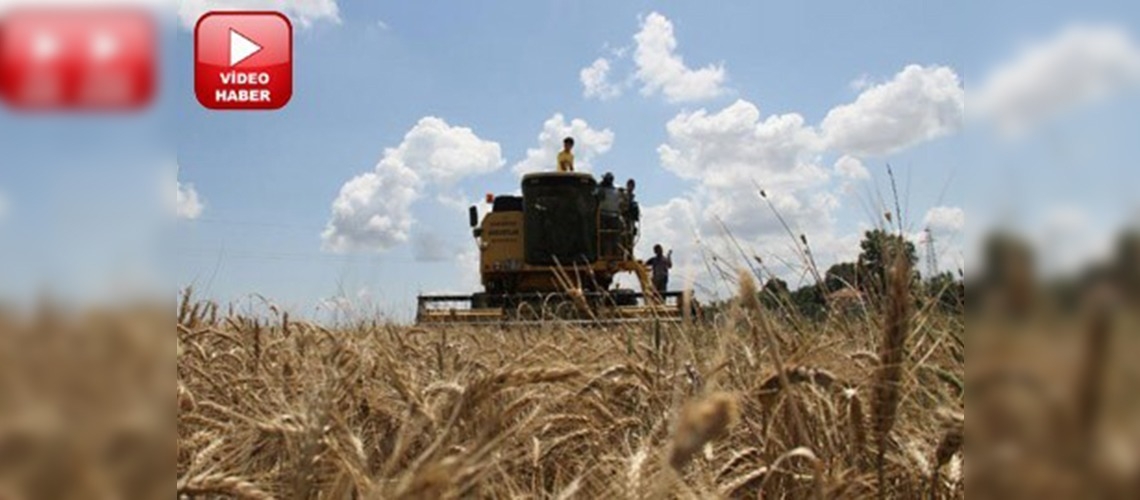 Üretim artınca saman fiyatı dibe vurdu
