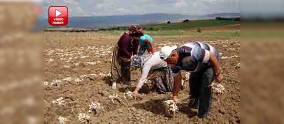 Sarımsak hasadı başladı