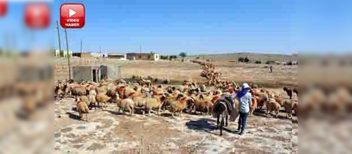 Türkiyenin damızlık koyunları Şanlıurfa'da yetişiyor
