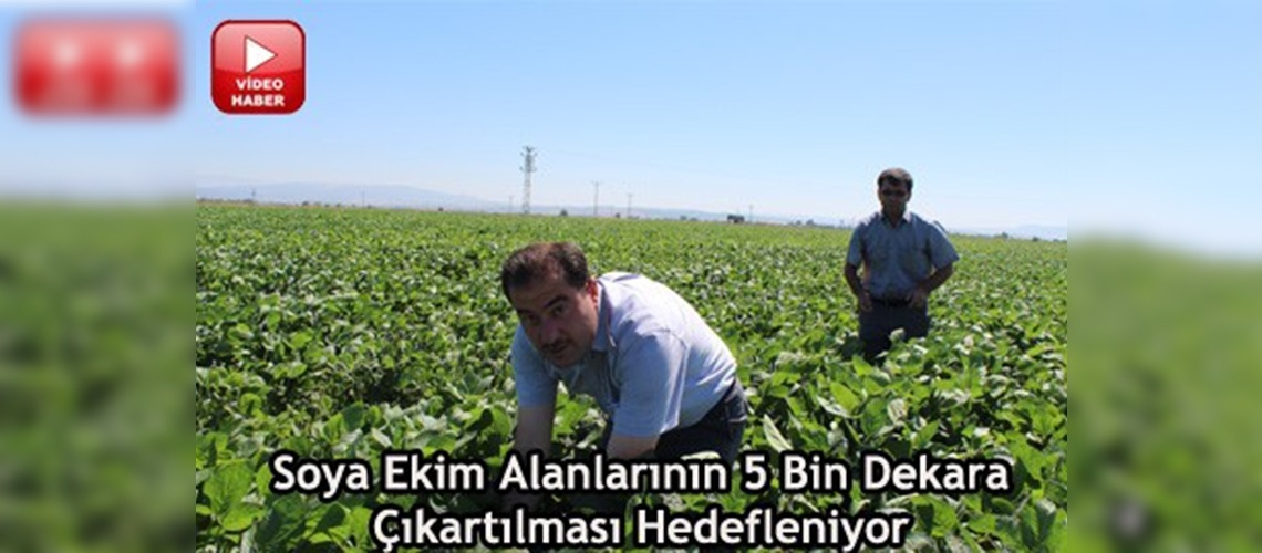 Kahramanmaraşta soya tarımı gelişiyor